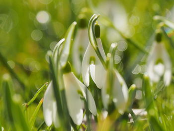 Close-up of plant growing on field