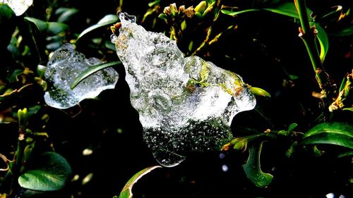 Close-up of snow on plant