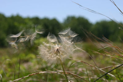 Close-up of dandelion