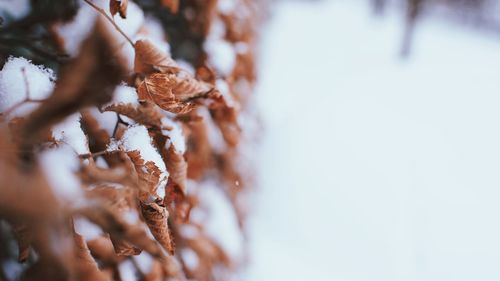 Close-up of frozen ice cream
