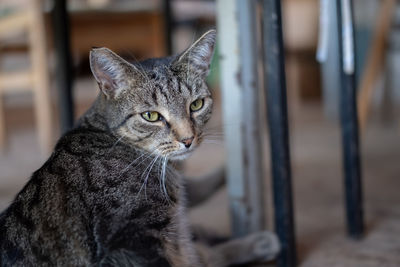 Close-up portrait of a cat