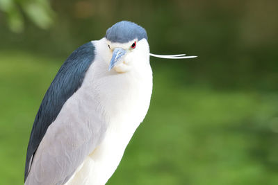 Black crowned night heron 