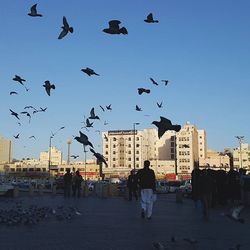 Birds flying over city