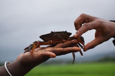 Close-up of hand holding crab
