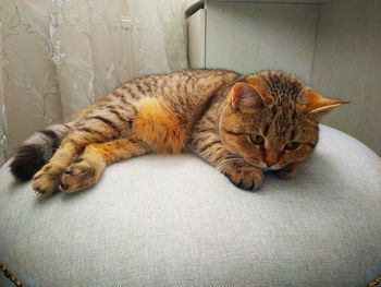 Cat sleeping on sofa