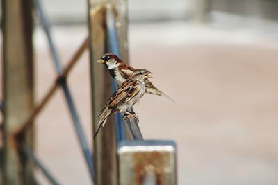 Close-up of bird perching on wood