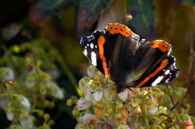 Close-up of butterfly pollinating on flower