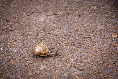 High angle view of snail on land