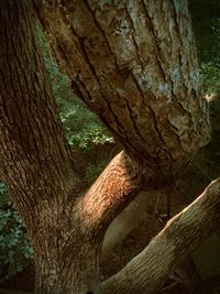 Close-up of tree trunk