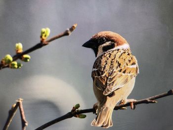 Close-up of bird perching on twig