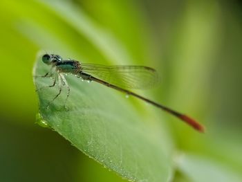 Close-up of insect on leaf