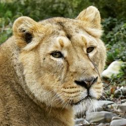 Close-up portrait of lion