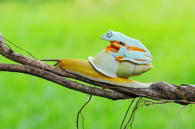 Close-up of parrot perching on tree