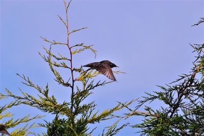 Low angle view of eagle flying against clear blue sky