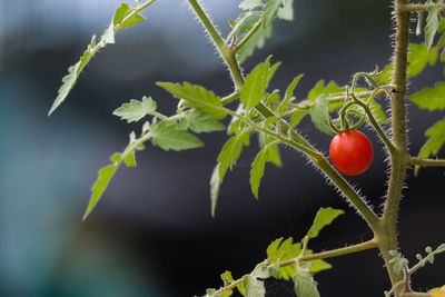 Close-up of fruits on plant