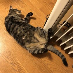 High angle view of cat sleeping on hardwood floor