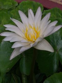 Close-up of lotus water lily