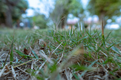 Close-up of grass on field