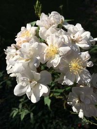 Close-up of white flowers