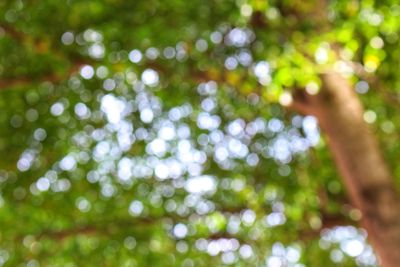 Close-up of tree against blurred background