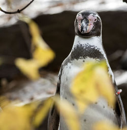 Close-up portrait of a bird