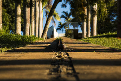 Surface level of boardwalk amidst trees on field in park