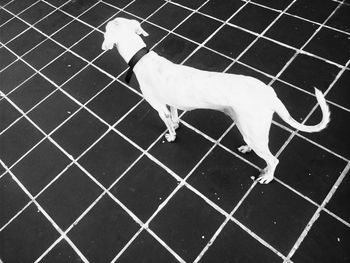 High angle view of horse