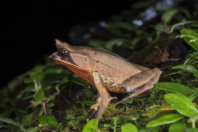 Close-up of frog on land