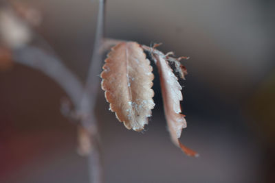 Close-up of frozen dry leaves during winter