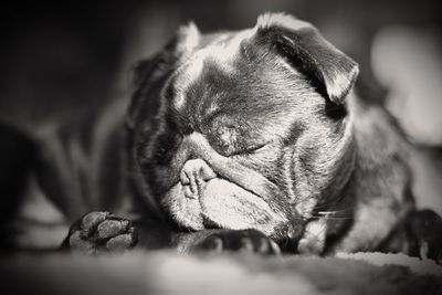 Close-up of pug sleeping