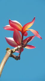 Low angle view of pink flowering plant against blue sky