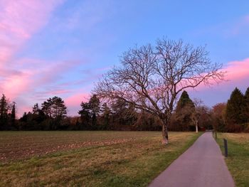 Bare trees on road against sky