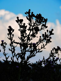 Low angle view of flowers against sky