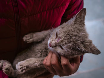 Close-up of hand with cat