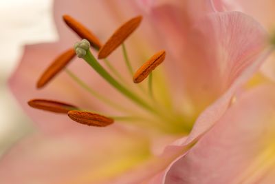 Close-up of pink flowers