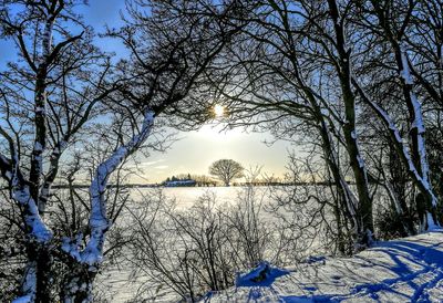 View of bare trees during winter