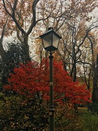 Street light in park