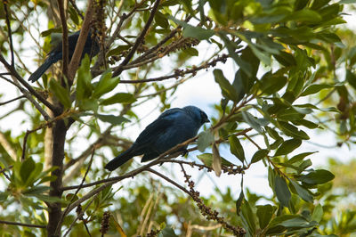 Low angle view of bird perching on tree