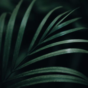 Full frame shot of palm leaf