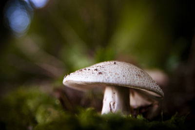 Close-up of mushroom growing on field