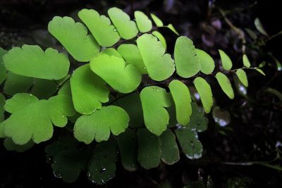 Close-up of green leaves at night