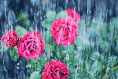 Close-up of pink rose