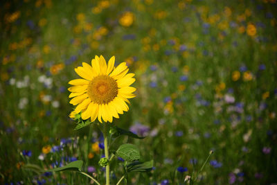 Close-up of yellow flowering plant on field