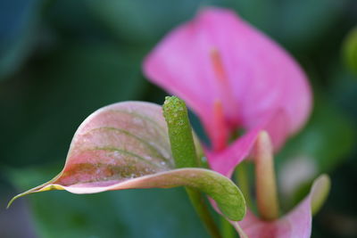 Close-up of pink flowering plant