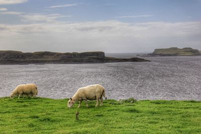 Sheep grazing on field against sky