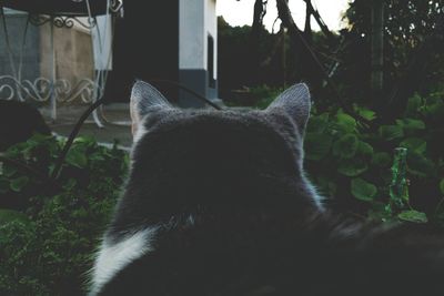 Cat looking up