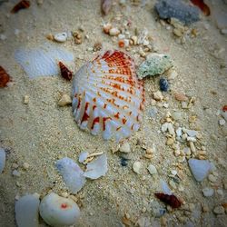 High angle view of seashells on sand at beach