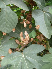 Close-up of leaves