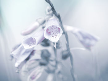 Close-up of water drops on purple flower