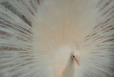 Close-up of a peacock